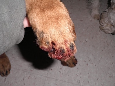 Dog Paw Bleeding