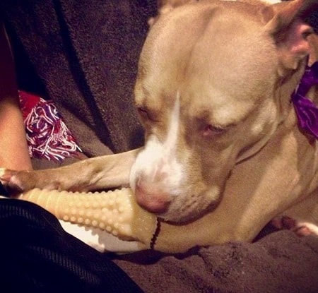 Playing With Nylabone Toy
