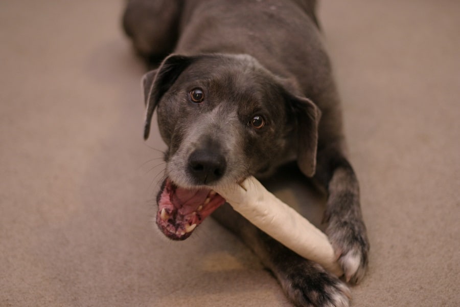 Chewing Problems in Dogs