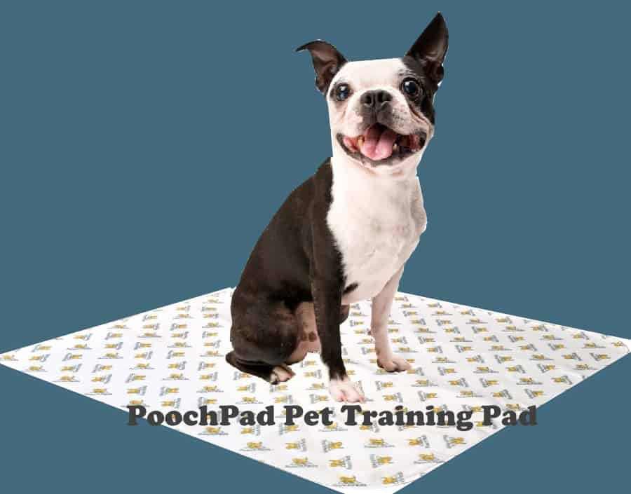 Training Pad For Your Pal