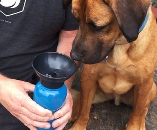 Cute Dog With His Water Bottle