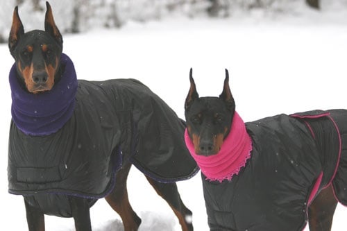 Dobermans in Winter Coats