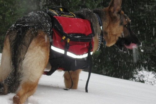 Dog with a Survival Bag Outdoors in Snow