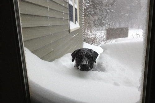 Dog in Heavy Deep Snow