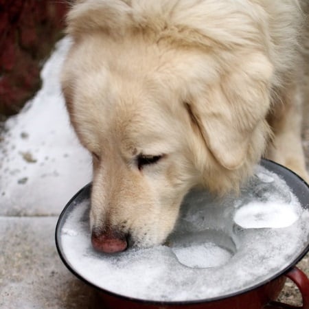 Dog with no Fresh Water in Winter