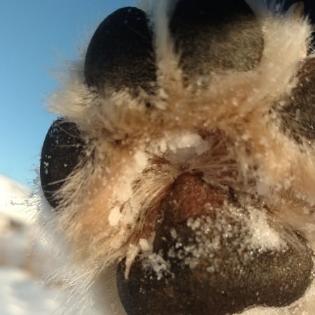 Remove snow from dog paw during winter months