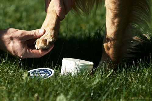 Musher’s Secret Pet Paw Protection Wax On Grass Being Applied