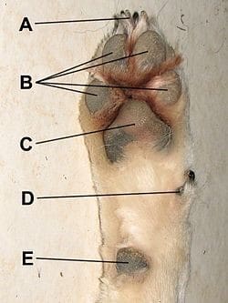 Dog Paw Anatomy