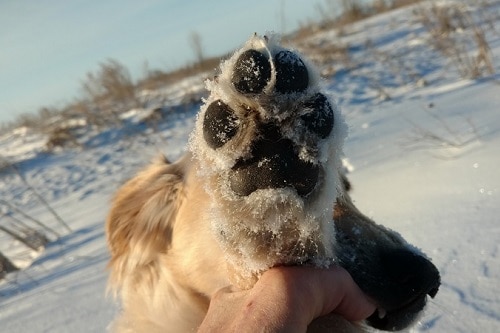 Removed Snow From Dog Paw