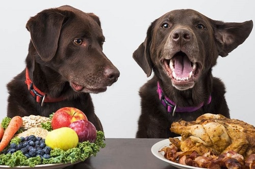 Tips For Dog Diet