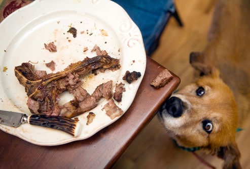 Don't Allow Dog to Eat Table Scraps