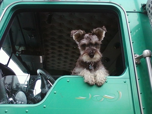 Trucking with Dog