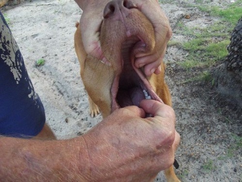 Prevent Dog Choking