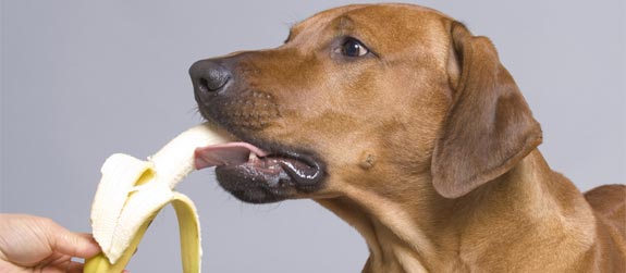 Dog eating a fruit 