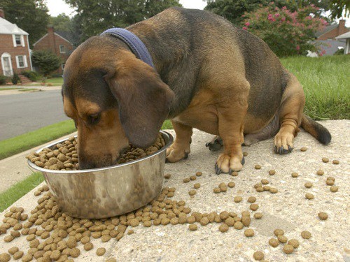 Dog Food with harmful ingriditents