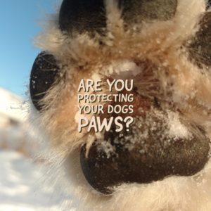 Dog-Paw-Protection