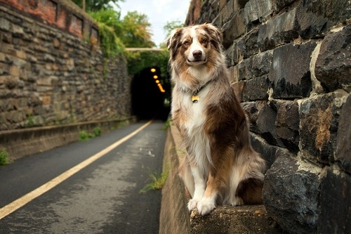 Collie waiting by the road