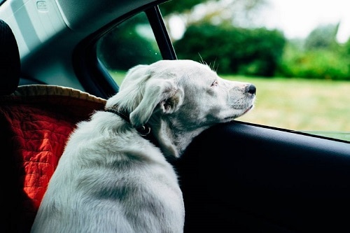 White dog by the car window