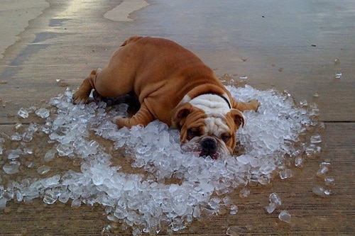 Small dog rolling on ice cubes