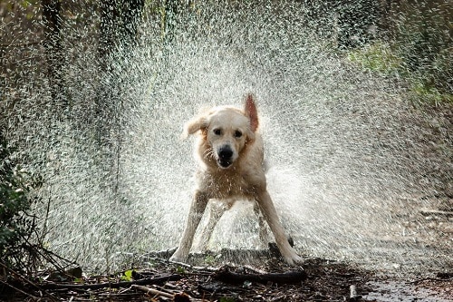 Big Labrador shaking water in the wild 