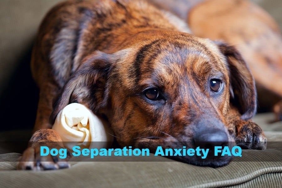 Dog Separation Anxiety faq