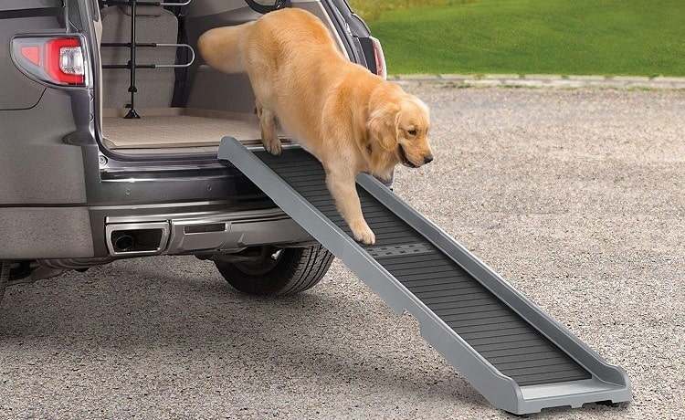 dog using a dog ramp