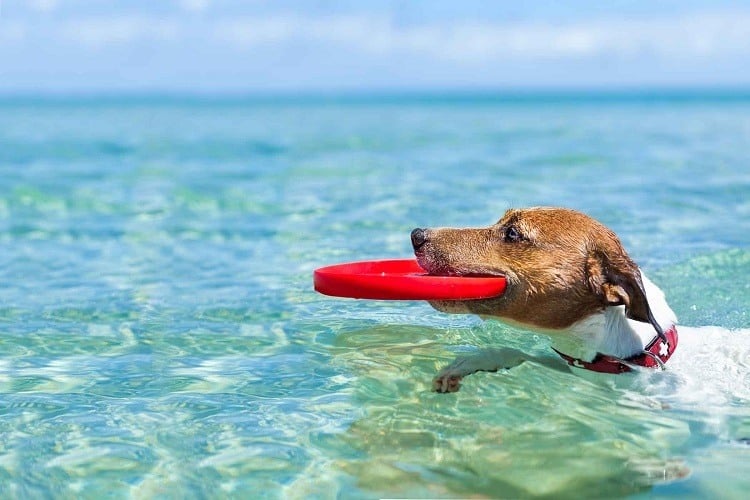 Dog Swimming In Ocean