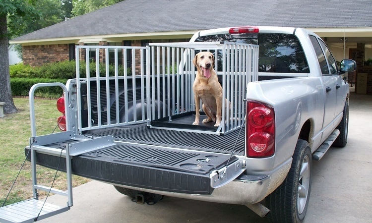 car dog crate