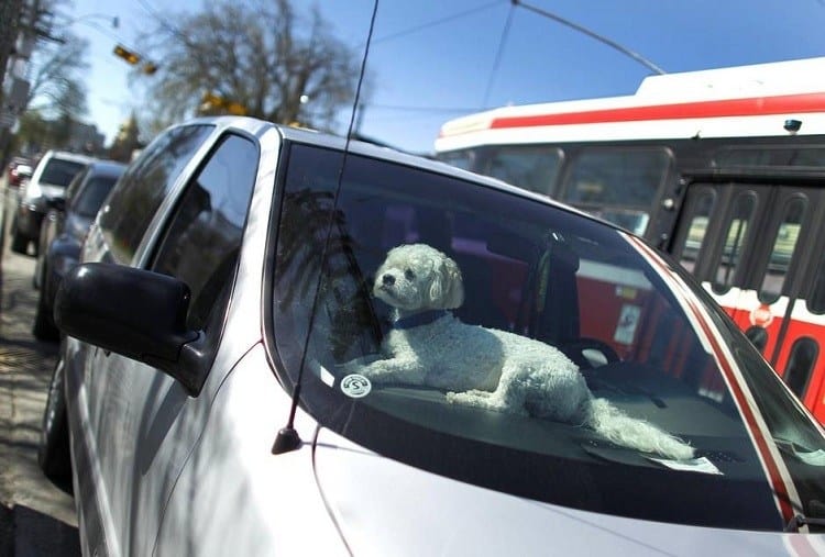 Dog Alone In The Car