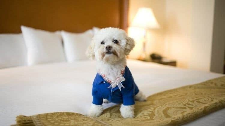 Dog Enjoying In Hotel