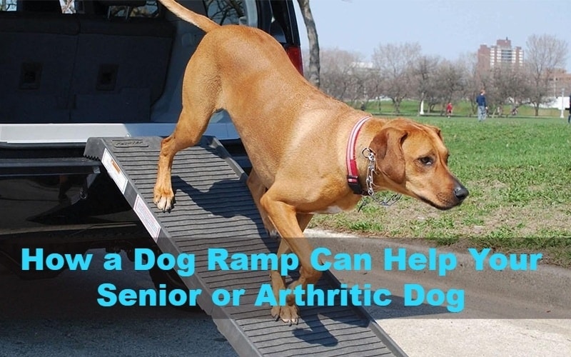 Dog Ramp For Senior Dogs