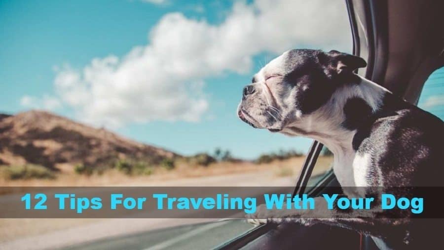 12 Dog Travel Tips