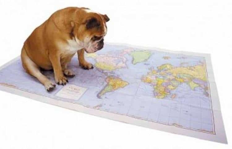 Dog Trip Planning