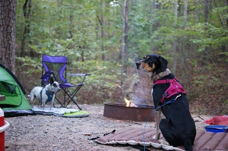 Dogs At Campsite