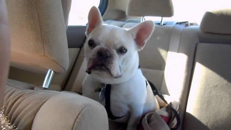 French Bulldog In A Car