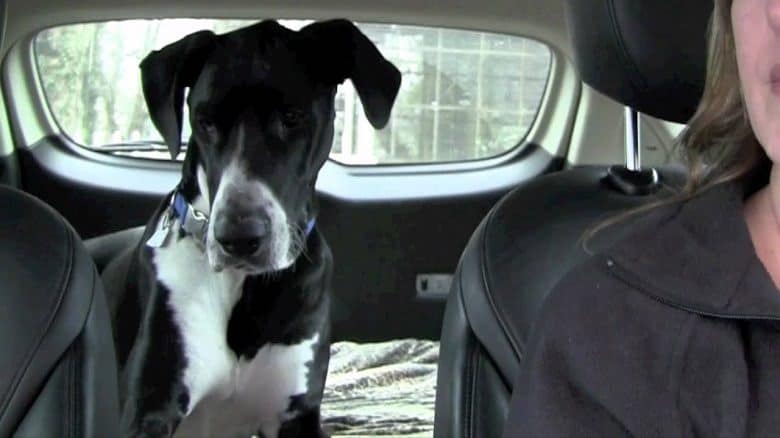Great Dane Traveling With Mom