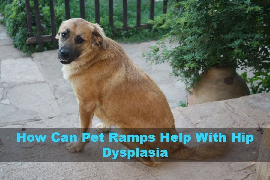 Pet Ramps For Dog Dysplasia