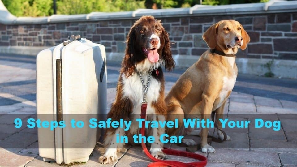 Tips For Dog Safety While Traveling