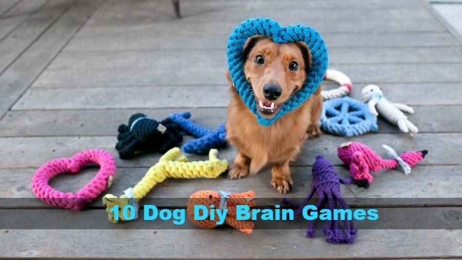 Dog Brain Toys