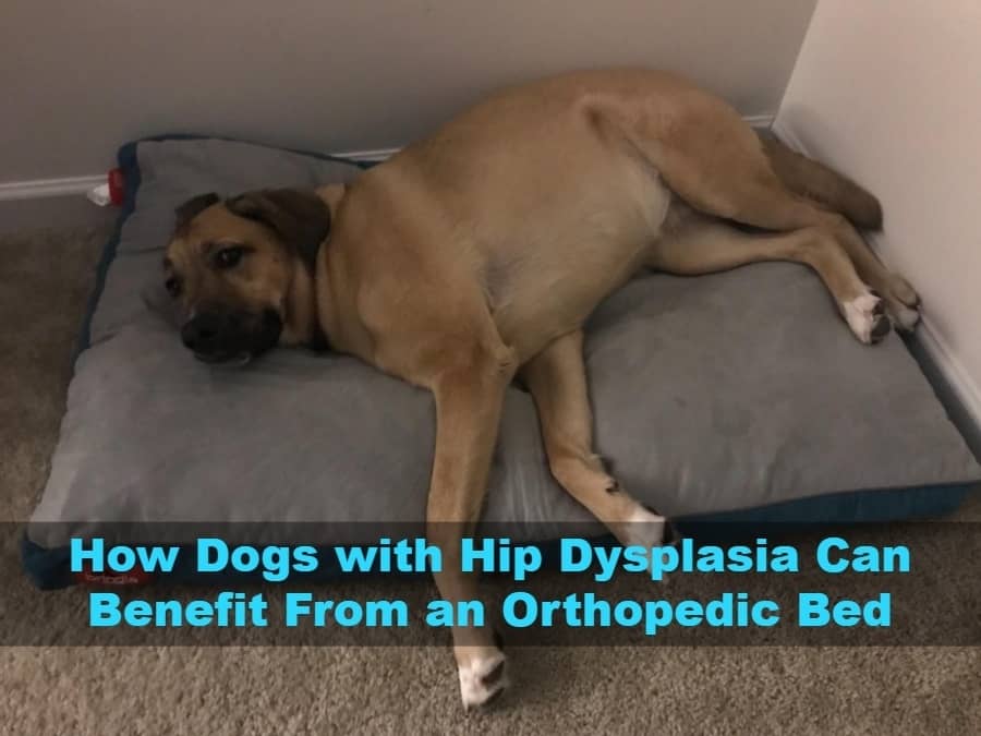 Dogs Bed For Hip Dysplasia