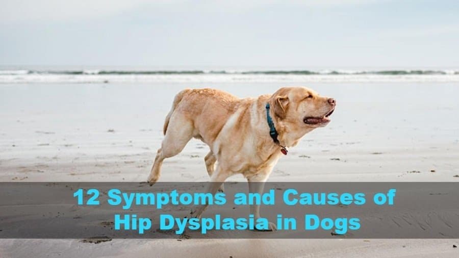 Hip Dysplasia In Dogs