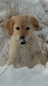 Dog Playing in Snow