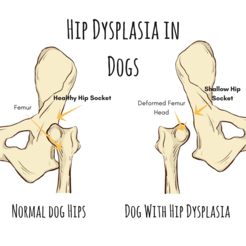 hip-dysplasia-in-dogs