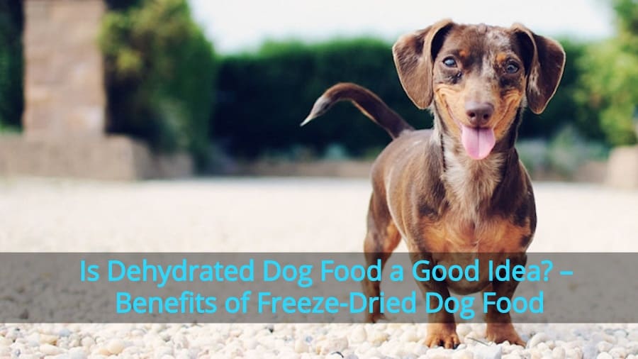 Dehydrated Dog Food Benefits