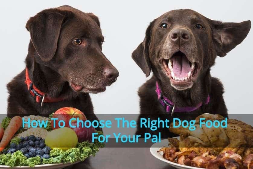 Dog Diet Tips