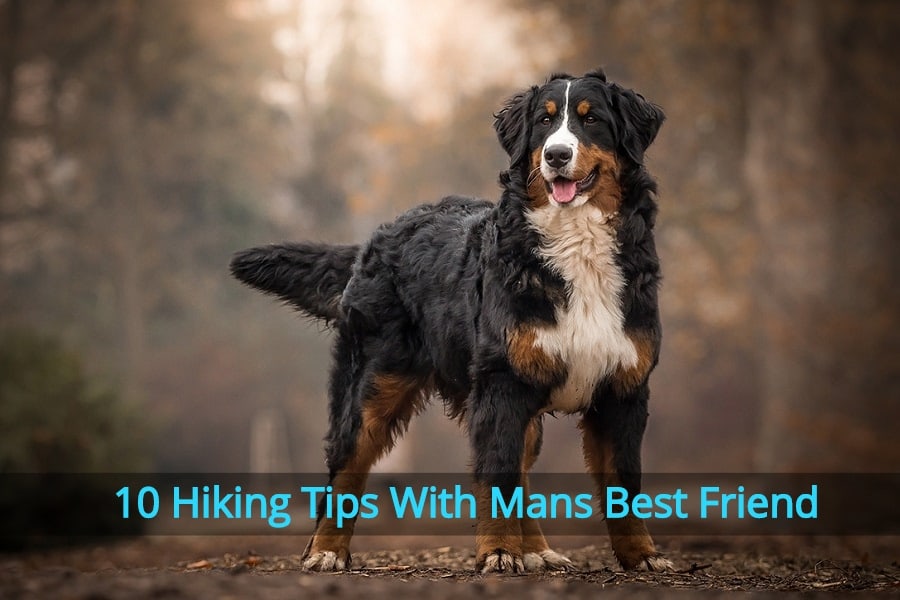 Dog Hiking Tips