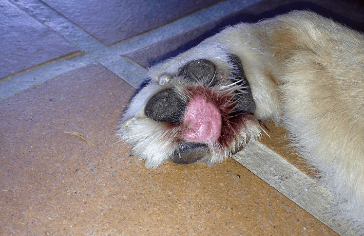 Foxtail Dog Injury