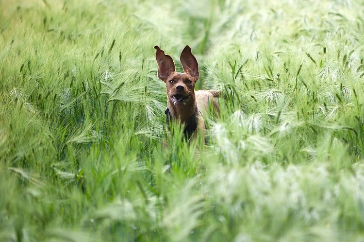 Funny Looking Dog In The Field