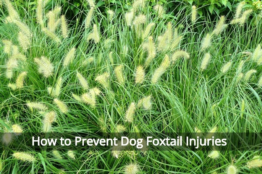 How To Prevent Foxtail Injuries